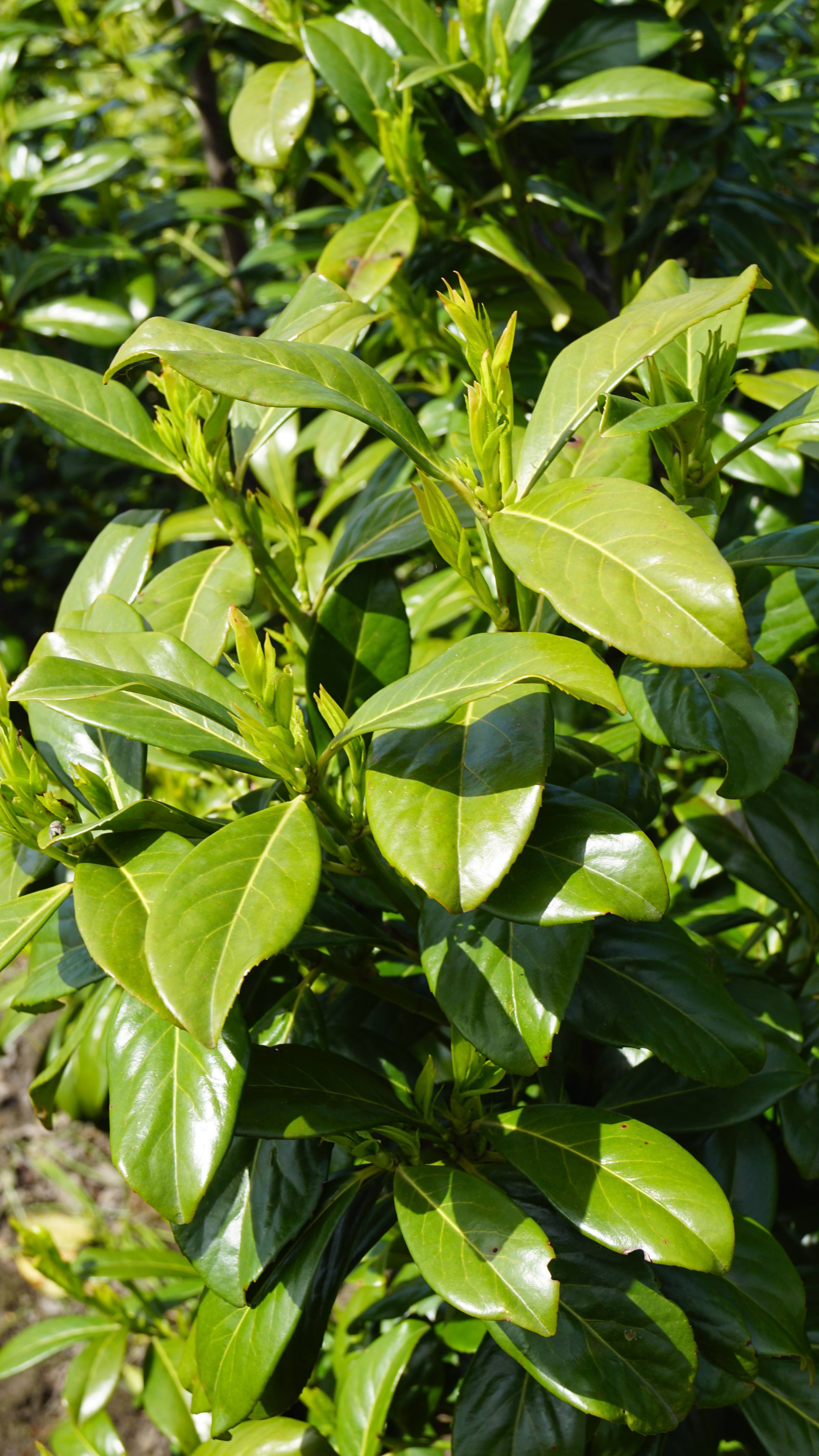 Prunus laurocerasus 'Herbergii' (2)